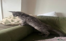Maine Coon cats for sale: Ready now. Maine Coons big and chunky💖 - Image 35