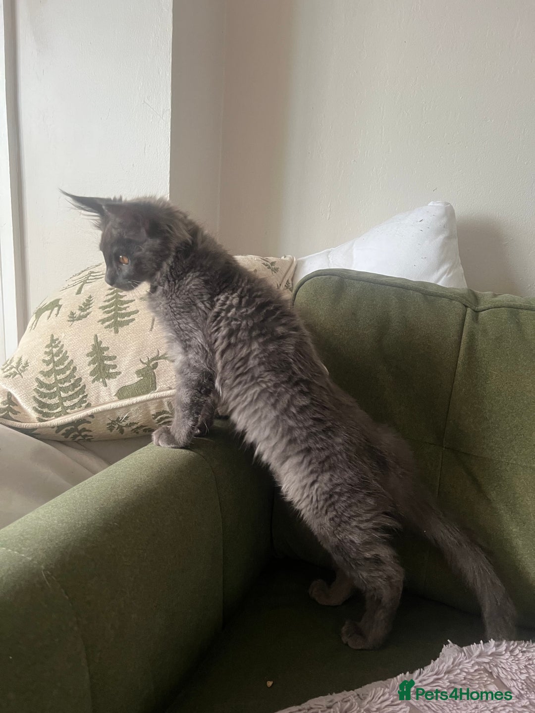 Maine Coon cats for sale: Ready now. Maine Coons big and chunky💖 - Image 35