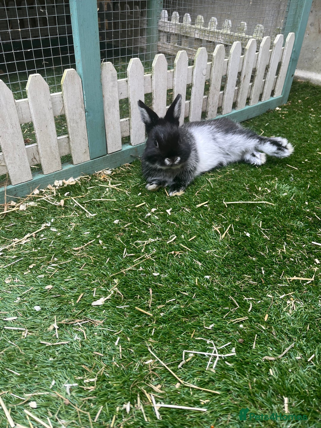 Netherland Dwarf rabbits for sale: 2 Male Netherland Dwarf rabbits 18 months old  - Advert 8