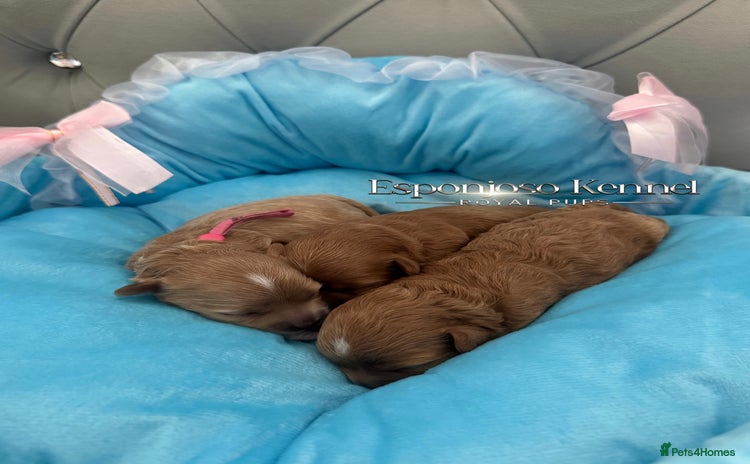 Maltipoo dogs - Advert 1