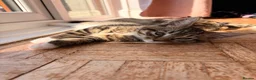 Maine Coon cats for sale: Maine Coon mixed kittens  - Advert 15
