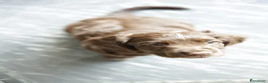 Cocker Spaniel 1