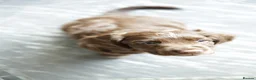 Cocker Spaniel dogs for sale: KC Registered Working Cocker Spaniels in London - Advert 4
