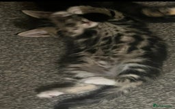 Mixed Breed cats for sale: 🐾Gorgeous Male Kittens Looking for Loving Homes🐾 - Image 5