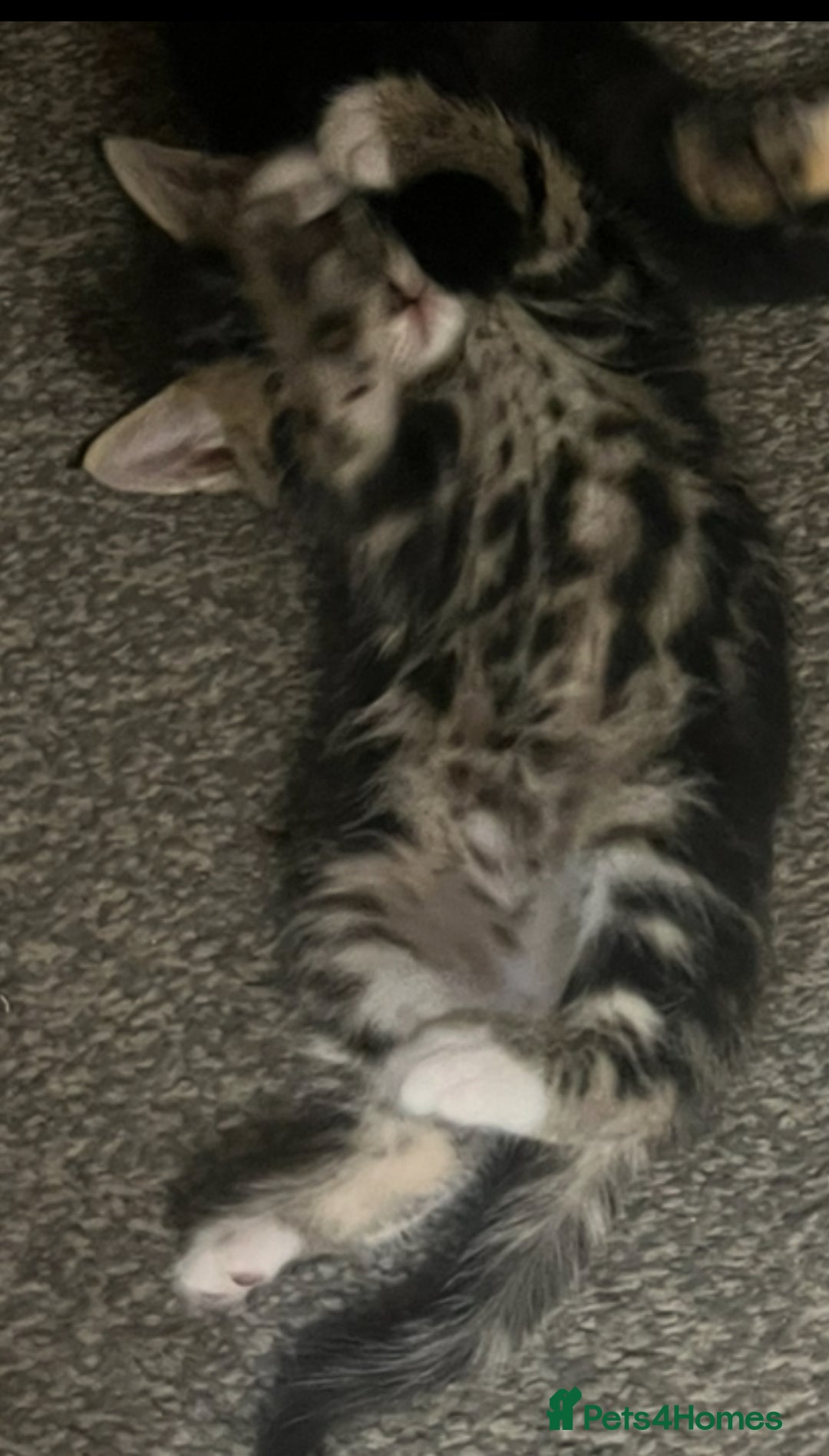 Mixed Breed cats for sale: 🐾Gorgeous Male Kittens Looking for Loving Homes🐾 - Image 5