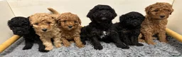 Cavapoo dogs for sale: Cavapoo Puppies, DNA Tested, 5 star breeder - Advert 5