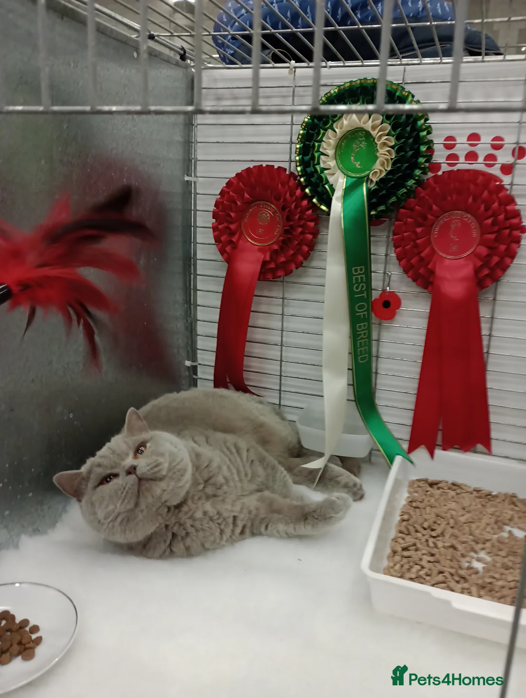 British Shorthair cats for stud: GCCF Studs Blue Lilac Blue Bi Cream Bi in Manchester - Advert 10