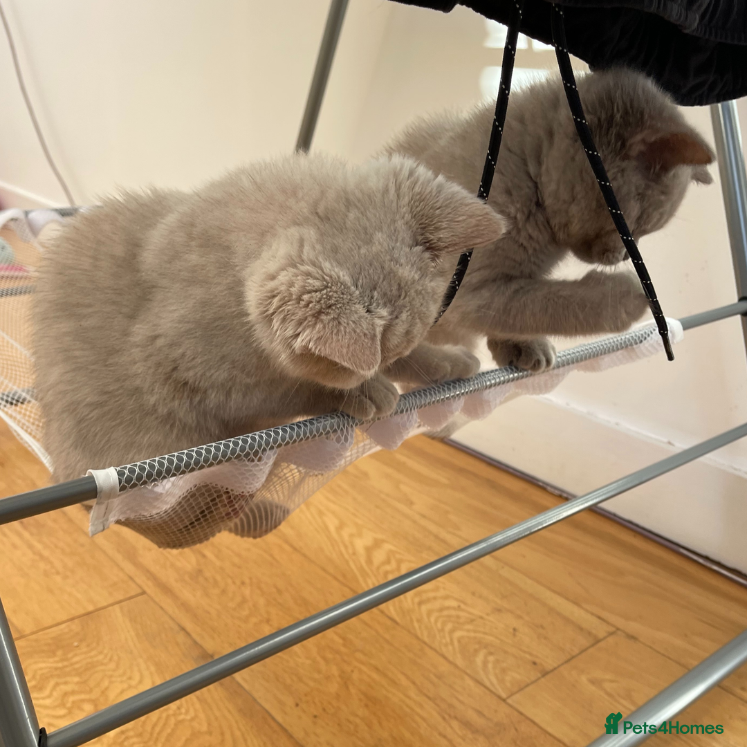 British Shorthair cats for sale: British Shorthair, Ready to be rehomed - Advert 16