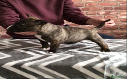 English Bull Terrier dogs for sale: Kcregd English bull terrier puppies  - Image 9