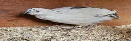 Quail poultry for sale: 13 female quail 1 male - Advert 7