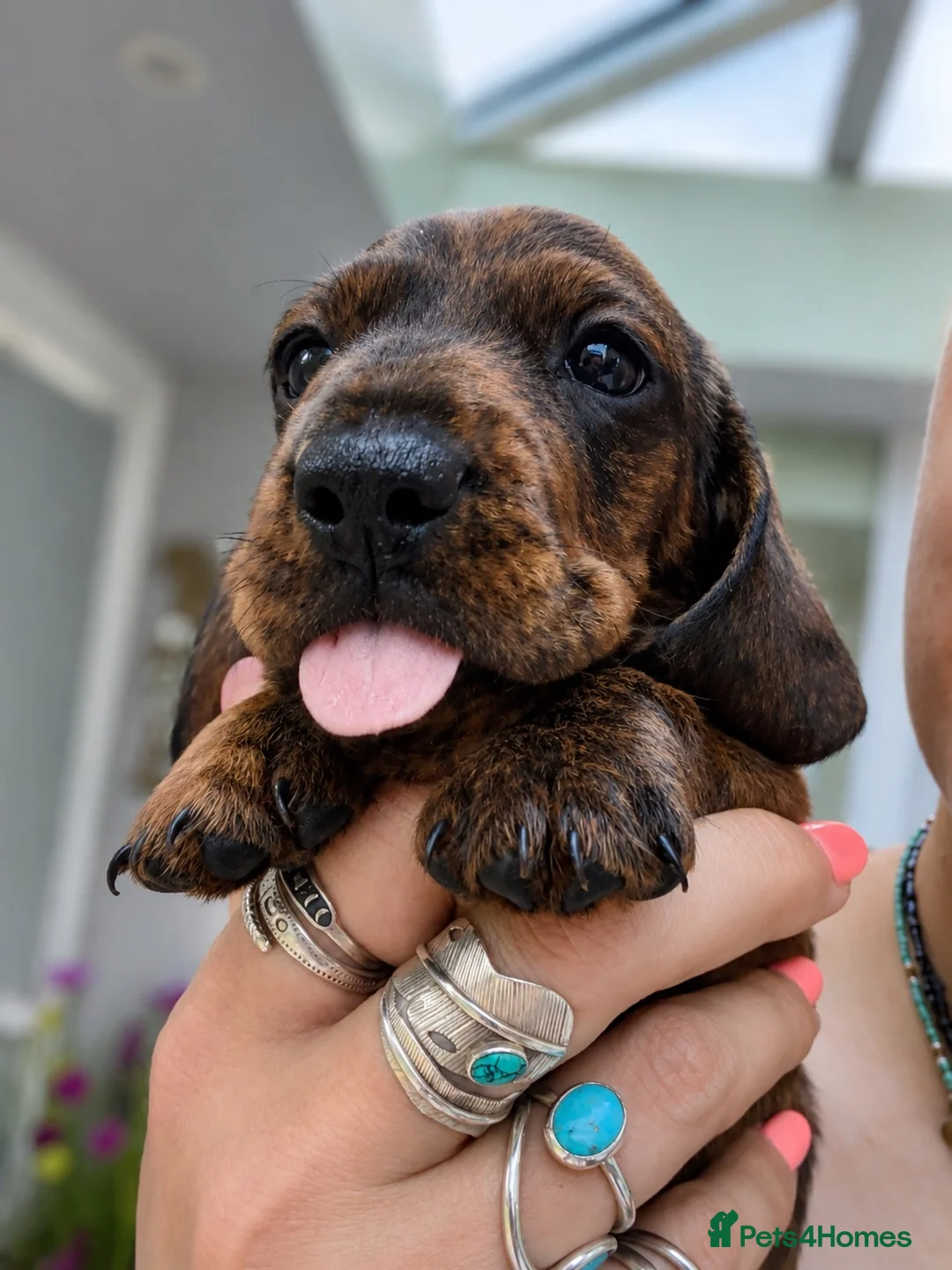 Miniature Dachshund dogs for sale: Last boy, stunning chap miniature smooth  - Advert 5