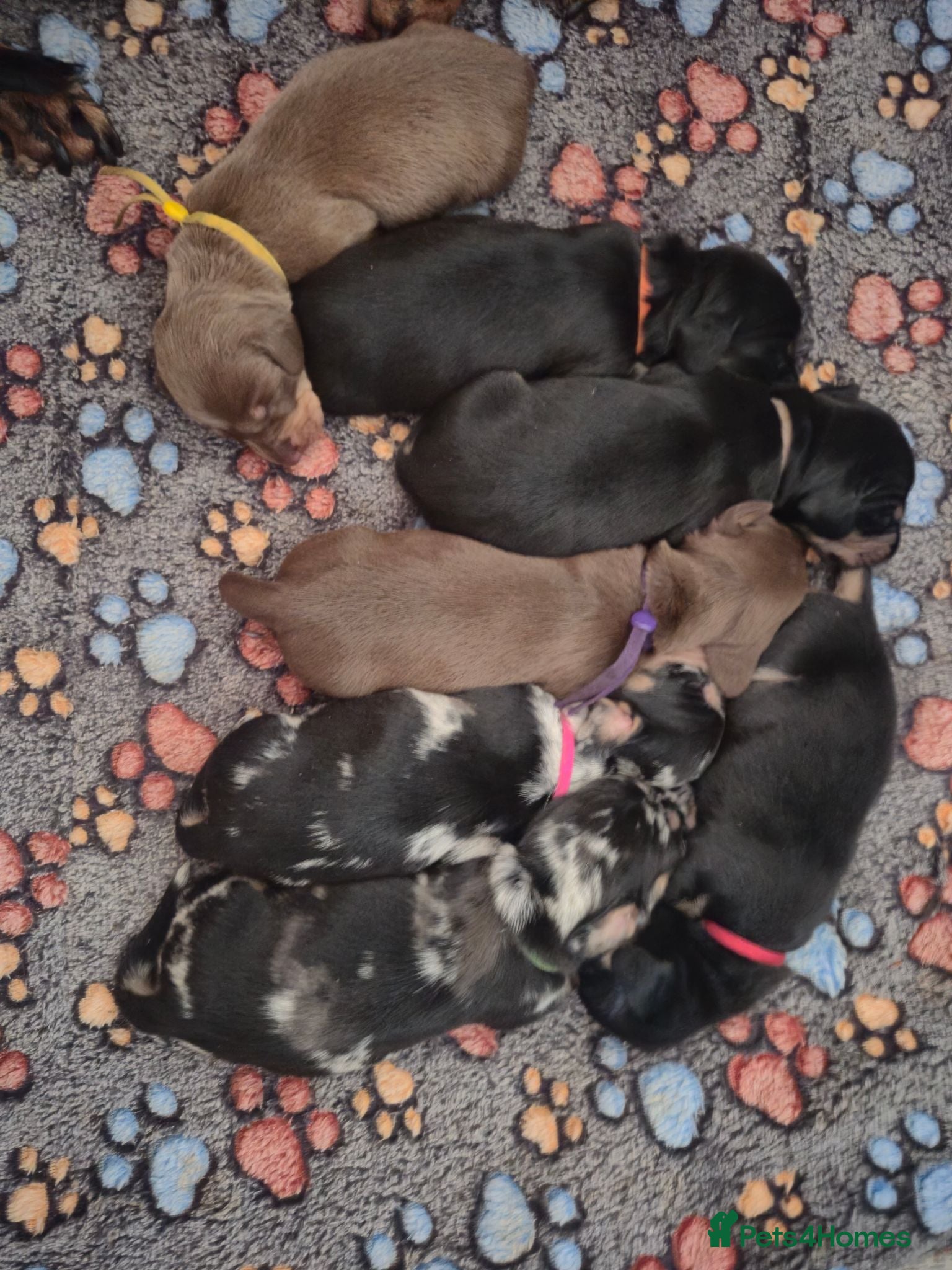 Miniature Dachshund dogs PRA CLEAR MINIATURE DACHSHUND PUPPIES - Advert 15