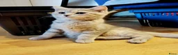 Mixed Breed cats for sale: Beautiful kittens looking for home  - Advert 10