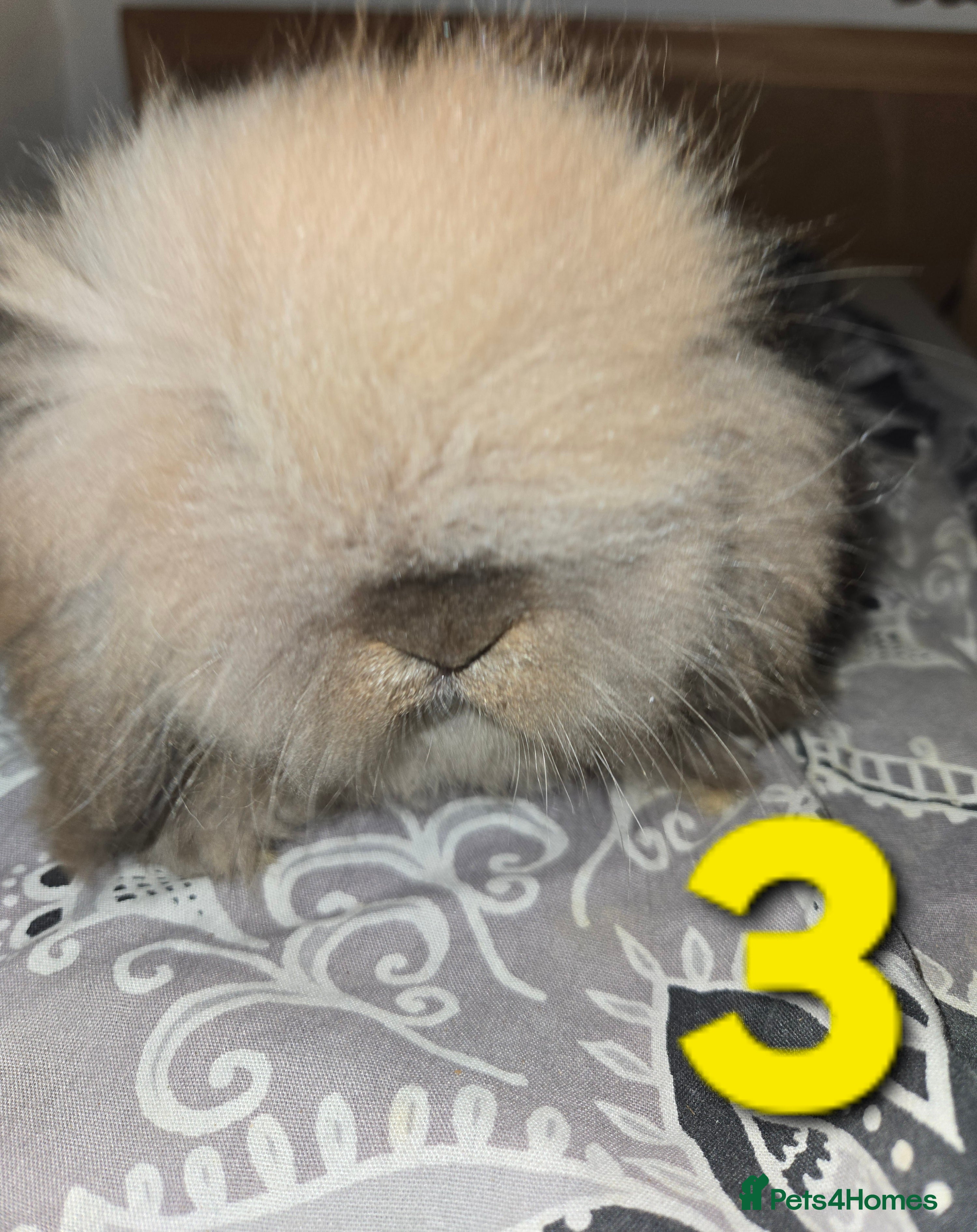 Mini Lion Lop rabbits Adorable mini lion lop babies mixed - Advert 8