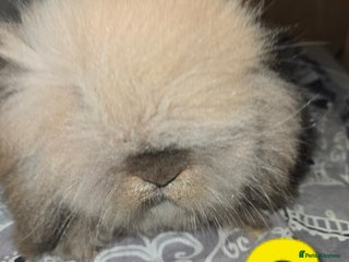 Mini Lion Lop rabbits Adorable mini lion lop babies mixed - Advert 8