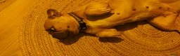 French Bulldog dogs for sale: Pebble girl looking for 4ever Home  - Advert 6