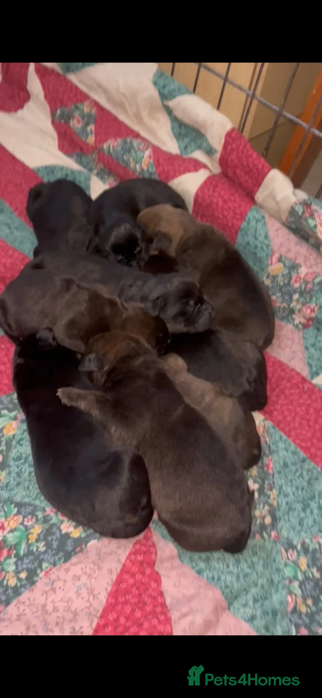 Mixed Breed dogs for sale: Cain Corso x Rottweiler puppies - Advert 5