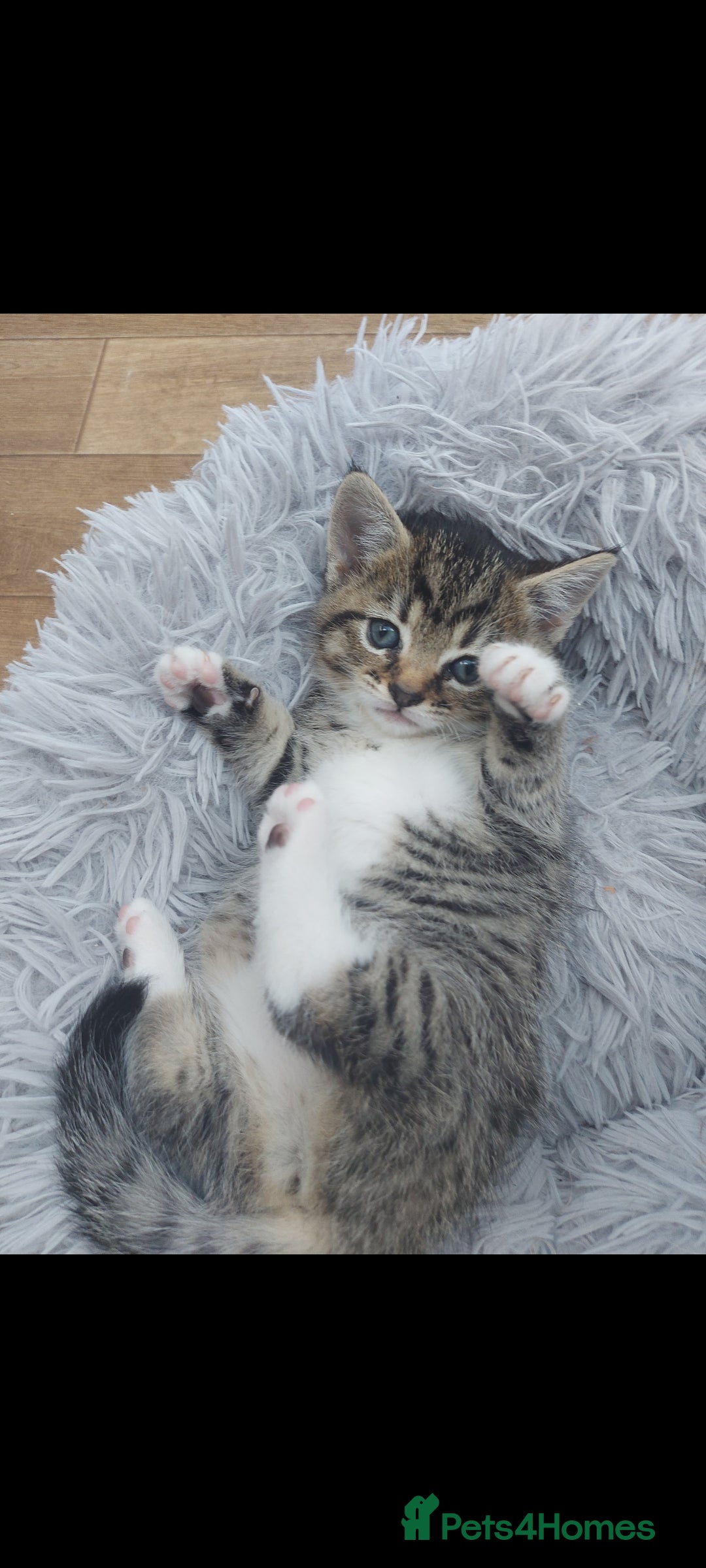 Mixed Breed cats for sale: Beautiful kittens 🥰 - Advert 21