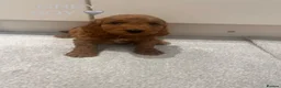 Cockapoo dogs for sale: KC Parents F1 Cockerpoos !!!! - Advert 9