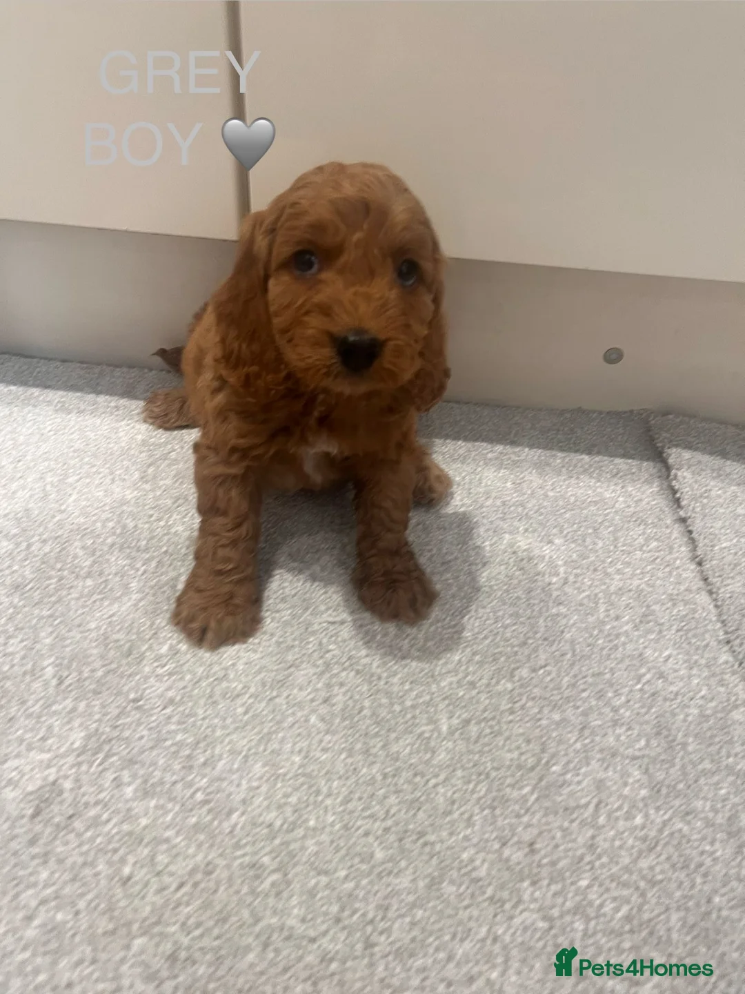 Cockapoo dogs for sale: KC Parents F1 Cockerpoos !!!! - Advert 9