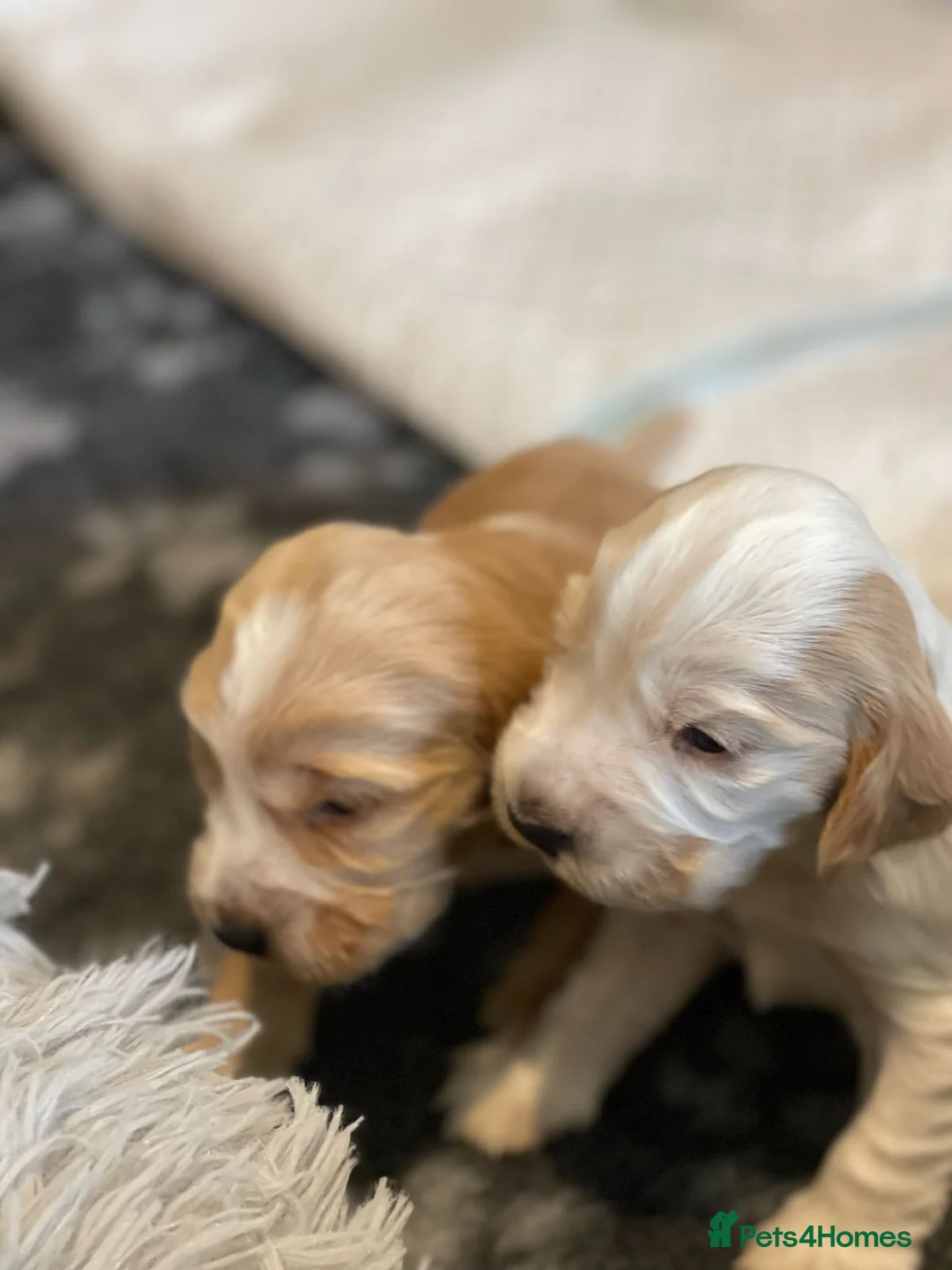 Cocker Spaniel dogs for sale: Gorgeous KC/Full Health Cocker Spaniel show type - Advert 7