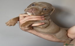 Olde English Bulldogge dogs for sale: Olde English bulldog puppies READY NOW - Image 5