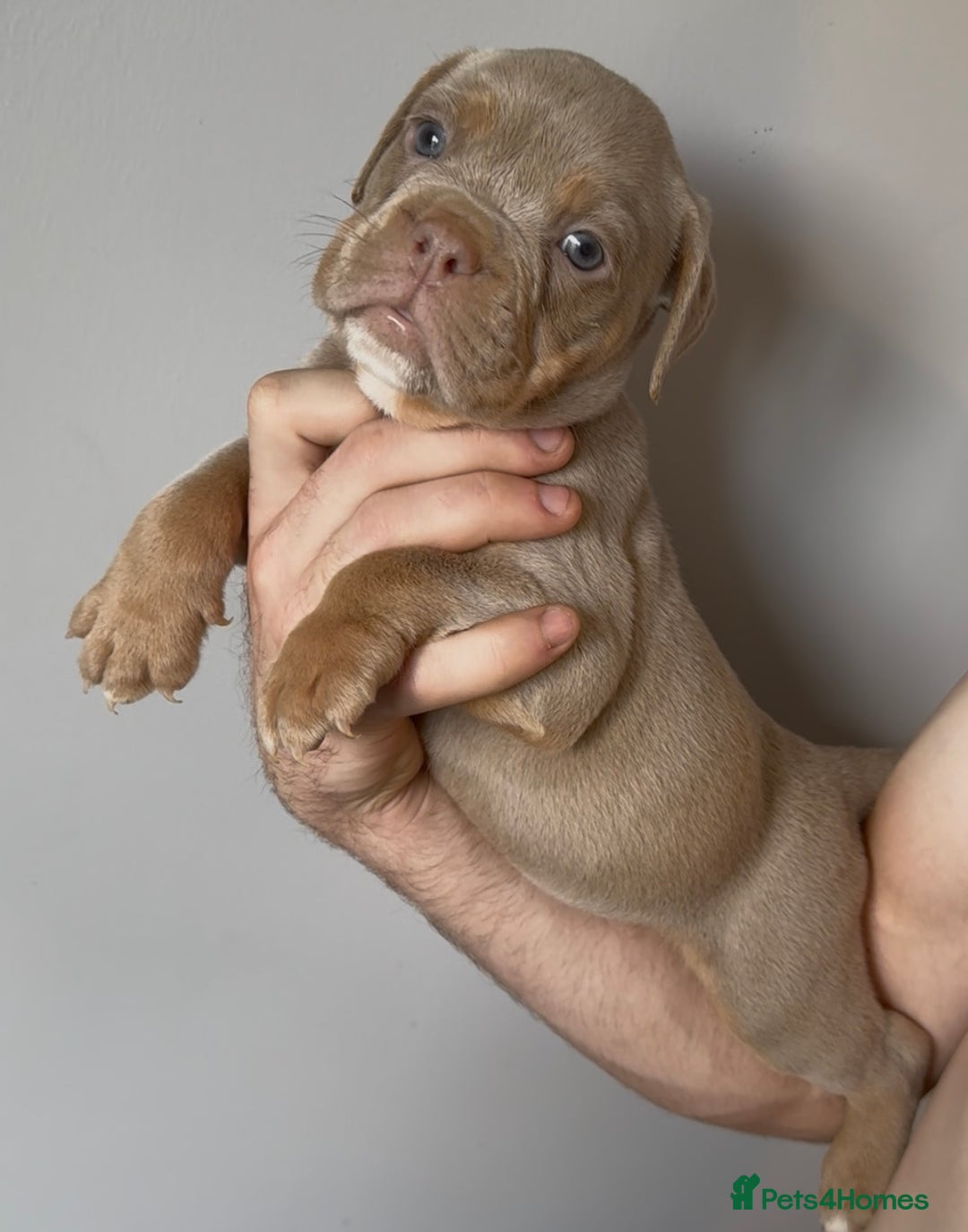 Olde English Bulldogge dogs for sale: Olde English bulldog puppies READY NOW - Image 5