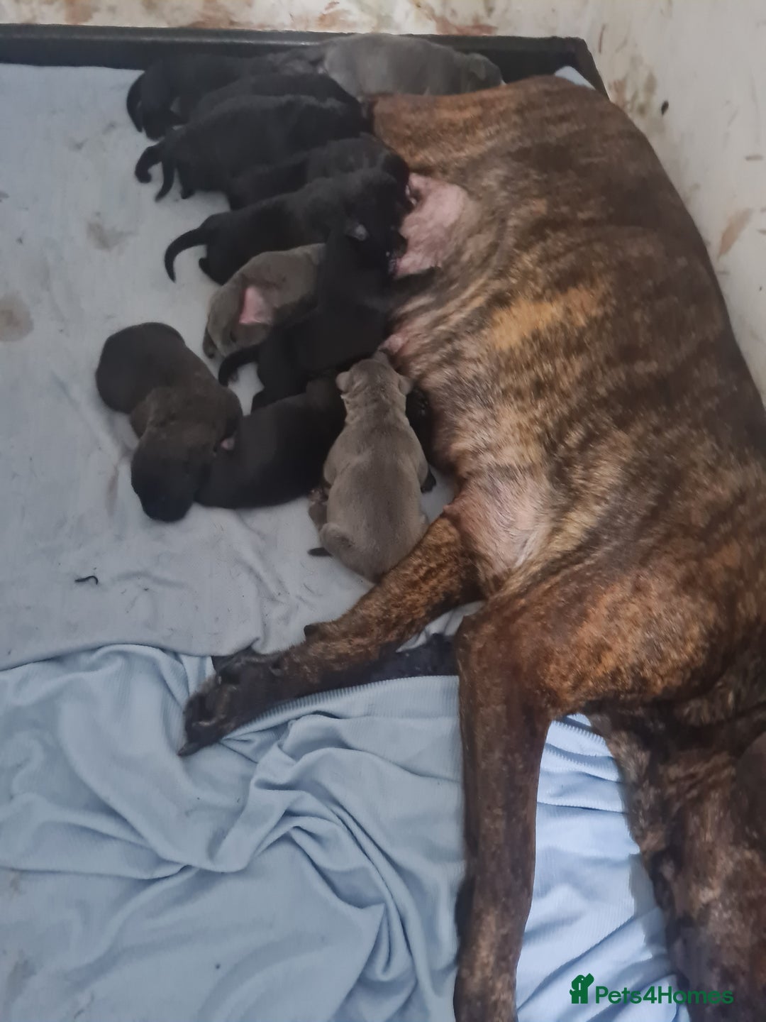Mixed Breed dogs for sale: Presa canario - Advert 29