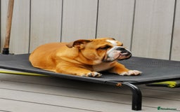 English Bulldog dogs for sale: ENGLISH BULLDOG MALE RED AND WHITE  - Image 2