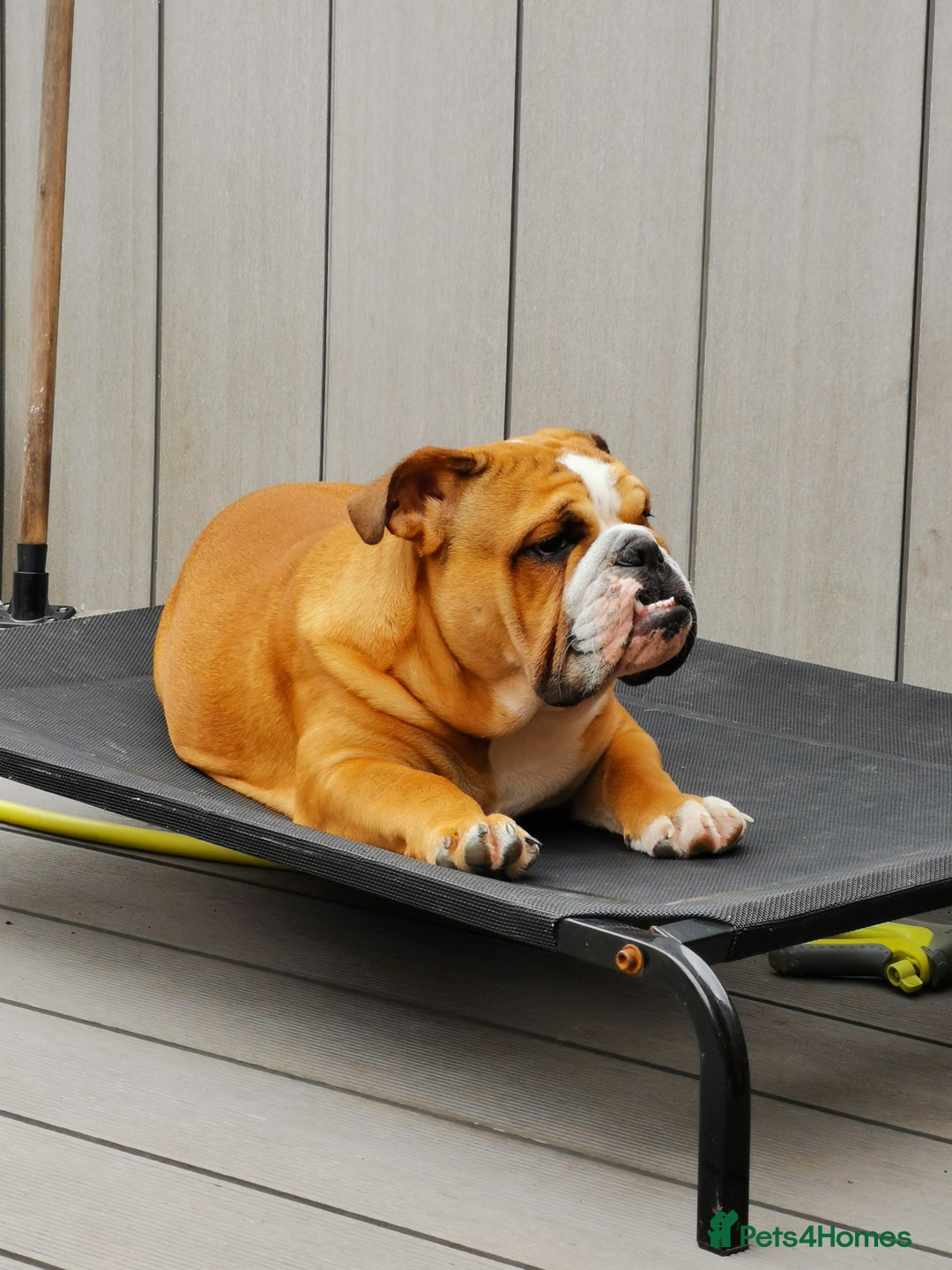 English Bulldog dogs for sale: ENGLISH BULLDOG MALE RED AND WHITE  - Image 2