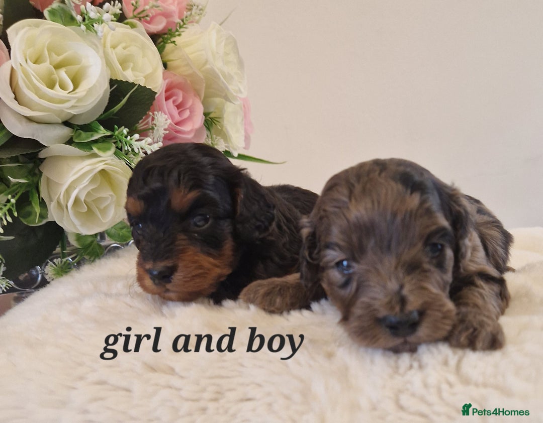 Doxiepoo dogs for sale: Daxipoo  - Image 1