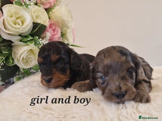 Doxiepoo dogs - Advert 13