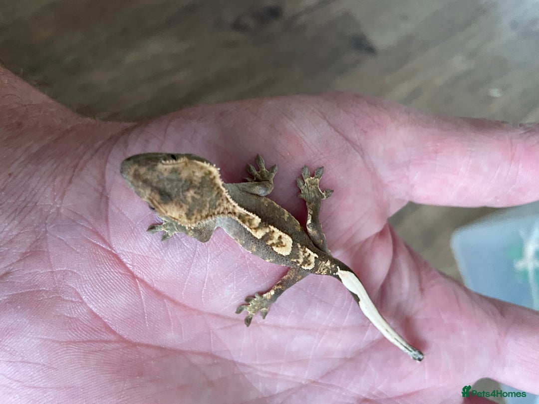 Gecko reptiles for sale: Crested Geckos Available  - Image 3