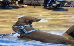 Mixed Breed dogs for sale: Unfortunately selling bugzy - Image 9