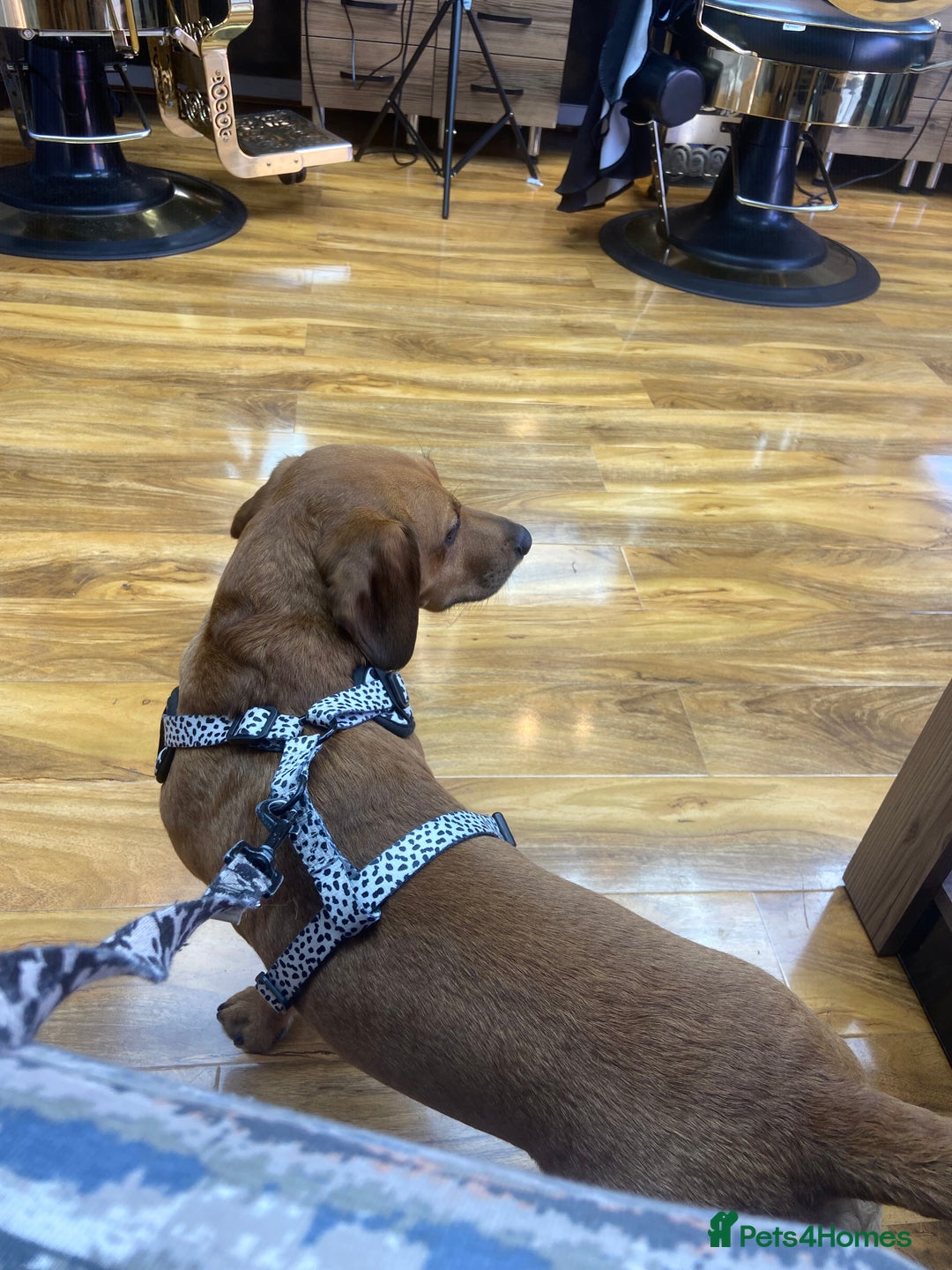 Mixed Breed dogs for sale: Unfortunately selling bugzy - Image 9