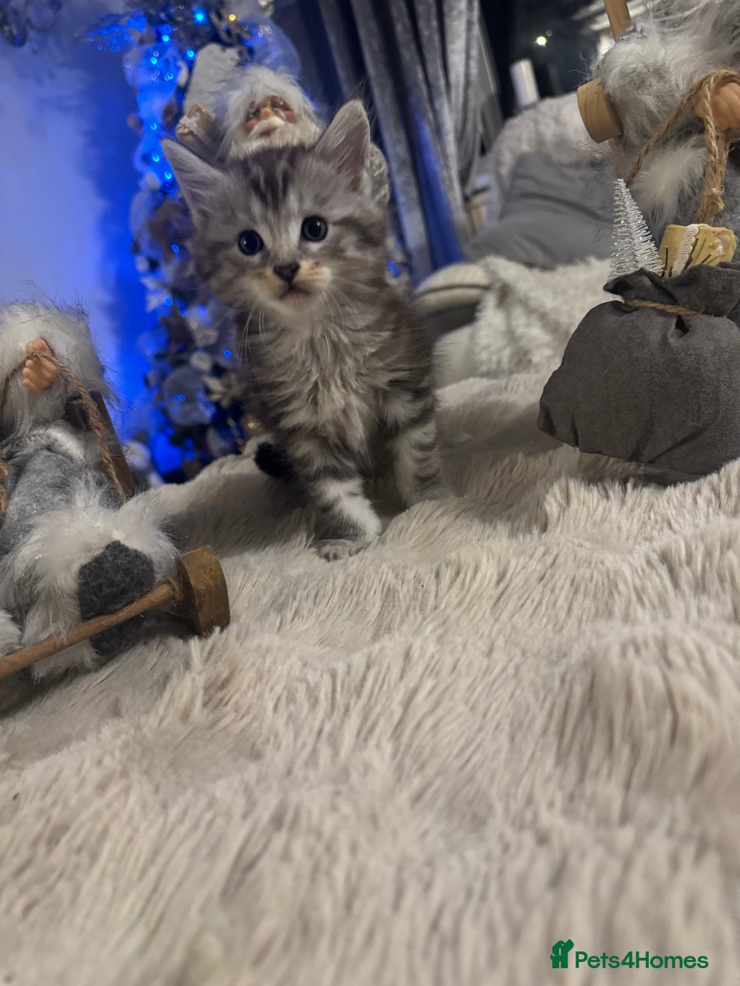 Maine Coon cats for sale: Last male left stunning Maine coon-  - Advert 7