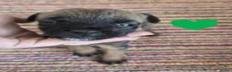 Border Terrier dogs for sale: Beautiful Border Terriers for Sale - Advert 10