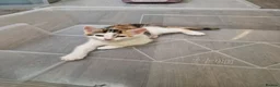Mixed Breed cats for sale: Handsome Ginger Boy & Adorable Calico Girl - Advert 32