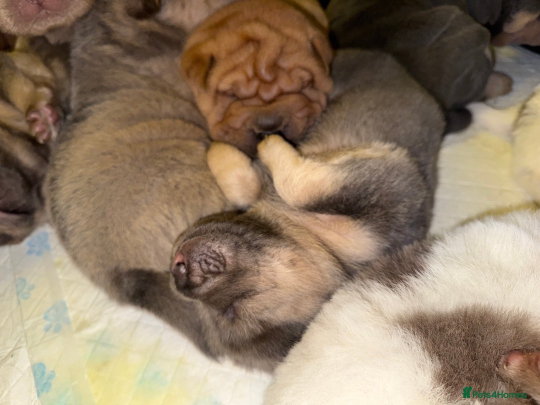 Shar Pei dogs for sale: Tan point bear and brush coat puppies - Advert 6