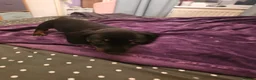 Dachshund dogs for sale: 5 beautiful puppies available - Advert 2