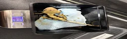 Gecko reptiles for sale: Various crested geckos for sale  - Advert 10