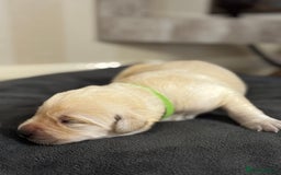 Labrador Retriever dogs for sale: Stunning, White/Yellow KC Registered Labrador Pups - Image 15