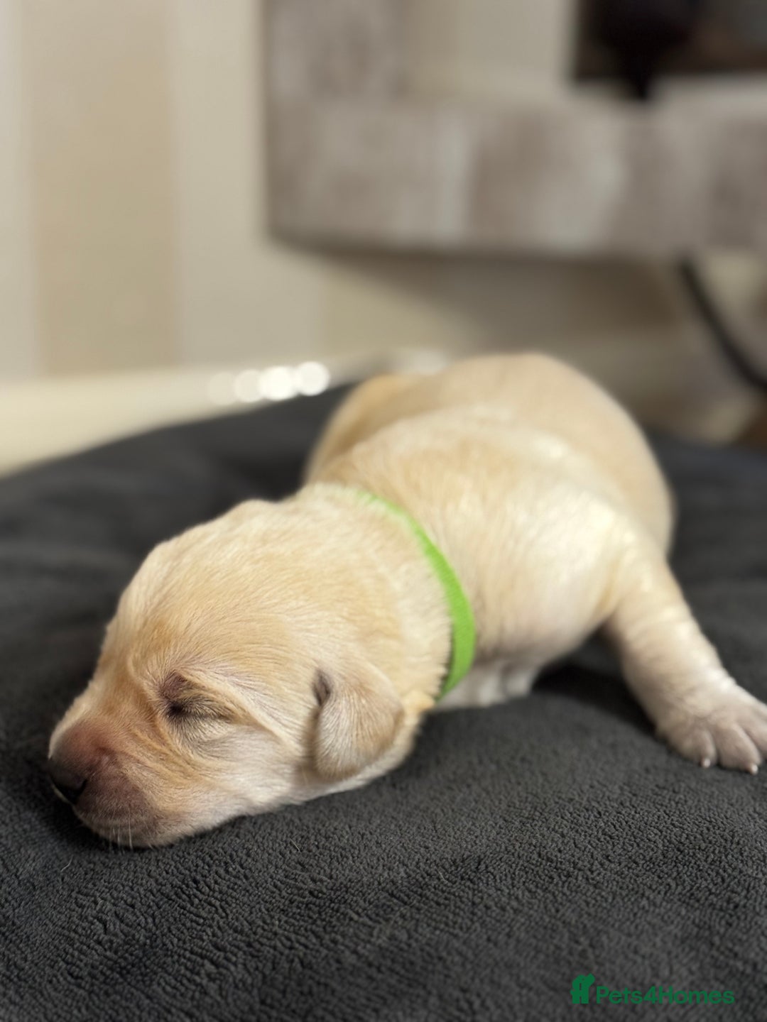 Labrador Retriever dogs for sale: Stunning, White/Yellow KC Registered Labrador Pups - Image 15