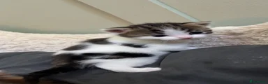 Mixed Breed Kitten 1