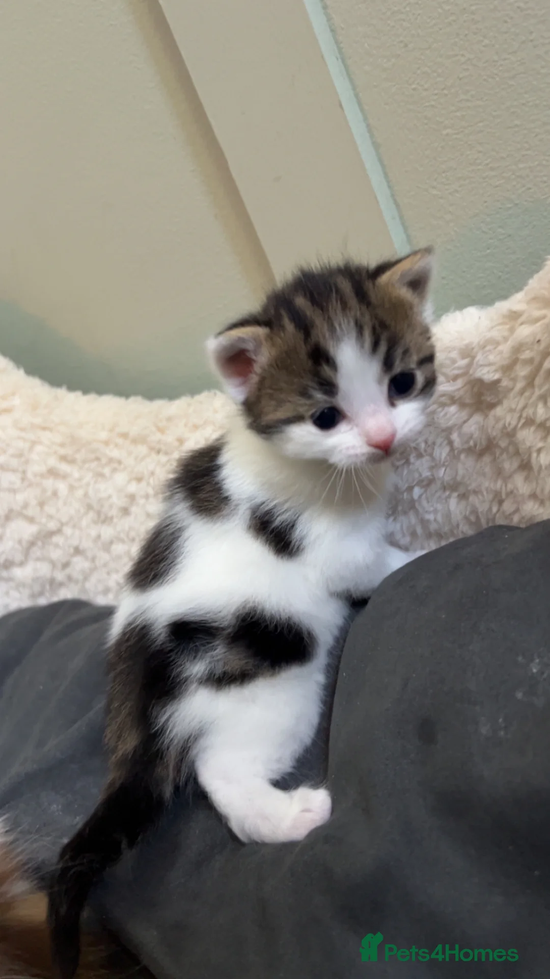 Mixed Breed cats for sale: Calico mix male kitten  - Advert 2