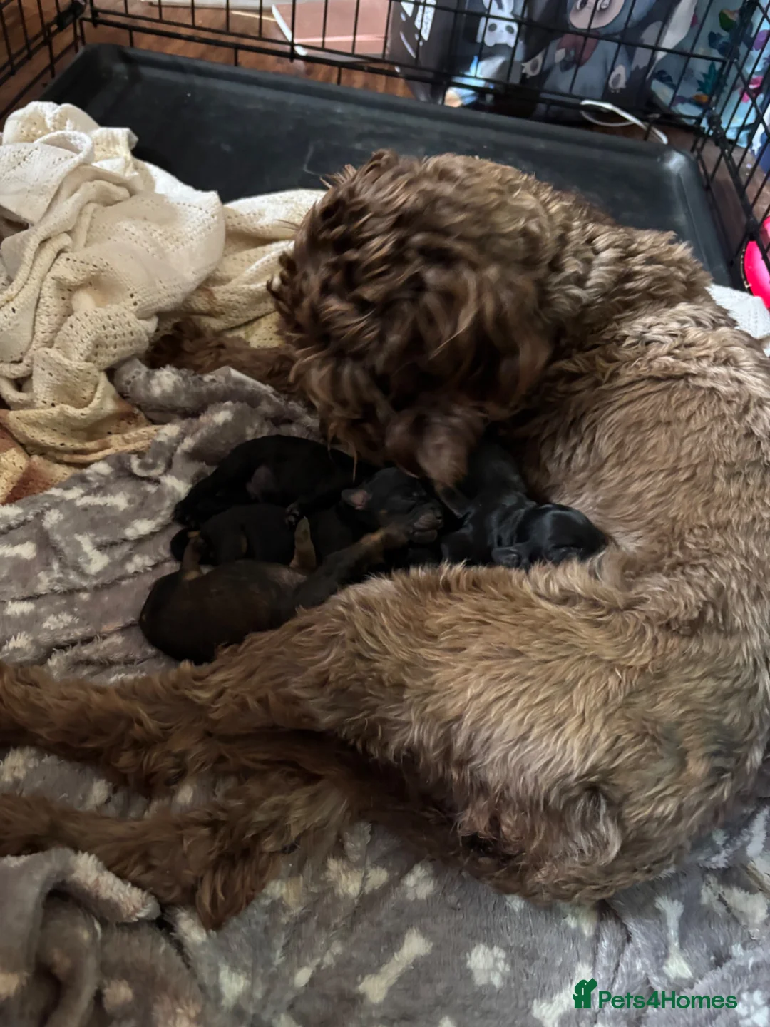 Cockapoo dogs for sale: Adorable cockapoo puppies - Advert 2
