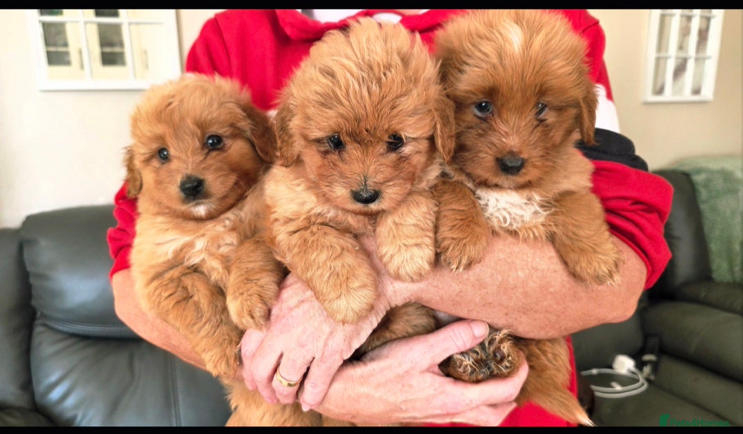 Mixed Breed dogs Maltipoo puppies  - Advert 1