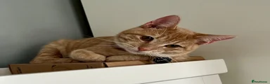 Sven
