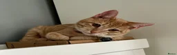 Mixed Breed cats for sale: Rehoming 2 cats - Advert 3