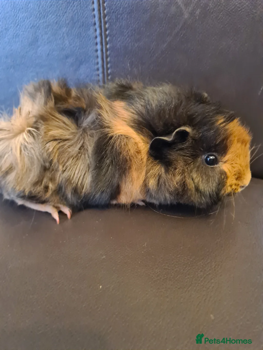 Guinea Pig rodents for sale: Beautiful fluffy baby sisters  - Advert 2